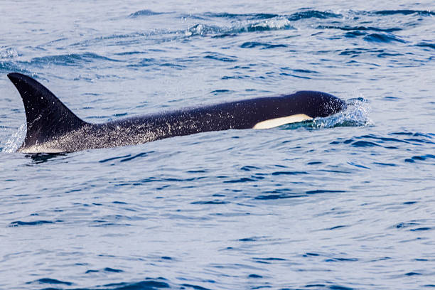 Transient Orca Whale Breach (T065A2), Cowichan Bay, Vancouver Island, British Columbia, Canada