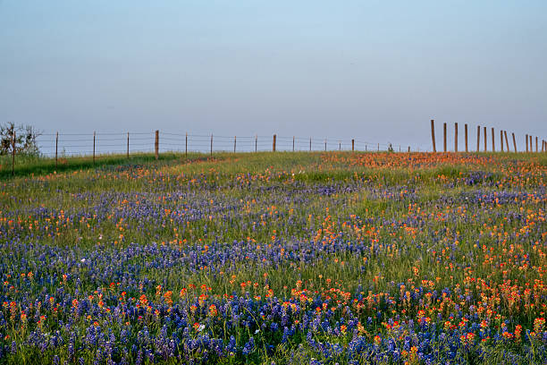 istock Springtime native Texas bluebonnets field near Brenham, Texas 2209985991