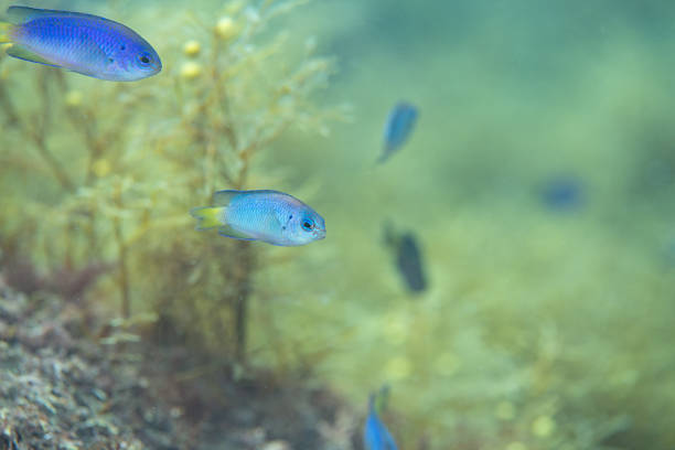istock Fantastic and dynamic underwater schools of fish dancing in the blue sea (blue damselfish) 2209986641