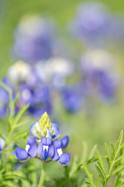 istock Native wildflowers blooming in spring time, Austin, Texas 2209986683