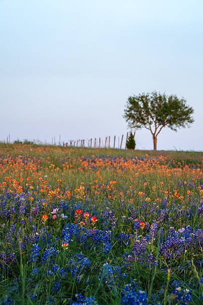 istock Springtime native Texas bluebonnets field near Brenham, Texas 2209986841