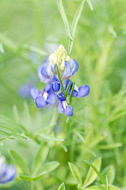 istock Native wildflowers blooming in spring time, Austin, Texas 2209987064