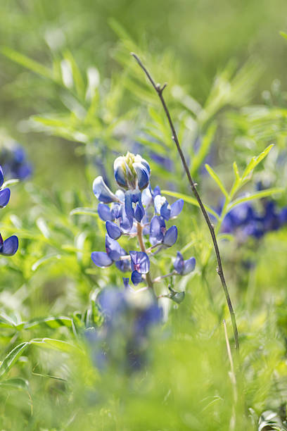 istock Native wildflowers blooming in spring time, Austin, Texas 2209987088