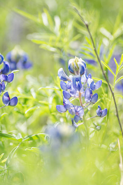 istock Native wildflowers blooming in spring time, Austin, Texas 2209987093