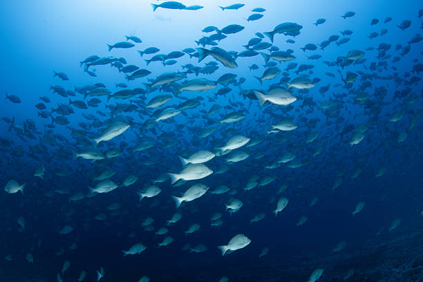 istock Fantastic and dynamic underwater schools of fish dancing in the blue sea (Spangled Emperor) 2209987171