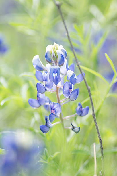 istock Native wildflowers blooming in spring time, Austin, Texas 2209987845
