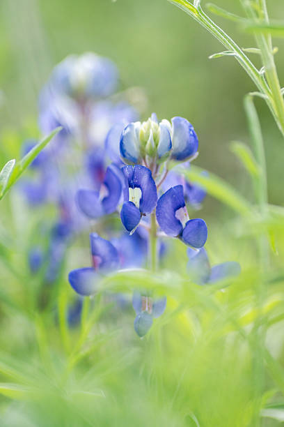 istock Native wildflowers blooming in spring time, Austin, Texas 2209987846