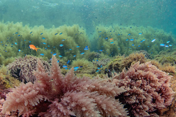istock Beautiful underwater scenery with sunlight and lush seaweed (Izu, Japan) 2209988006