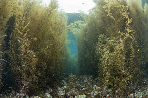 istock Beautiful underwater scenery with sunlight and lush seaweed (Izu, Japan) 2209988020