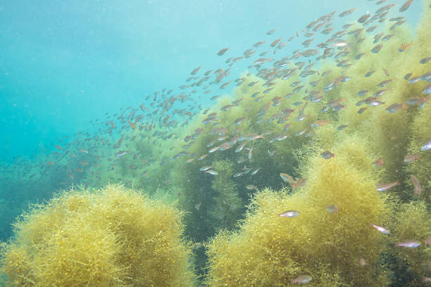 istock Beautiful underwater scenery with sunlight and lush seaweed (Izu, Japan) 2209988161