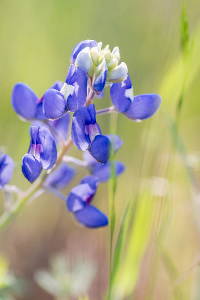istock Native wildflowers blooming in spring time, Austin, Texas 2209989149