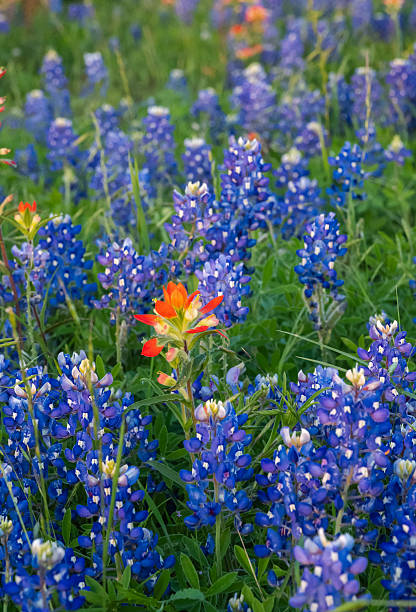 istock Springtime native Texas bluebonnets field near Brenham, Texas 2209989984