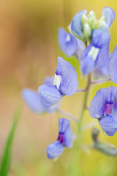 istock Native wildflowers blooming in spring time, Austin, Texas 2209990000