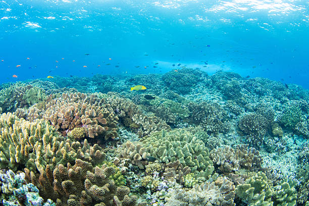 istock Beautiful underwater scenery of coral reefs 2209990059
