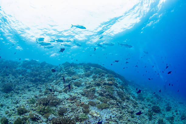 istock Beautiful underwater scenery of coral reefs 2209990138