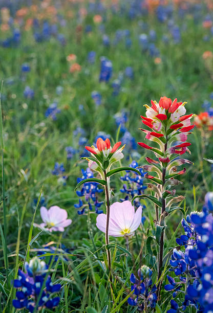 istock Springtime native Texas bluebonnets field near Brenham, Texas 2209990268