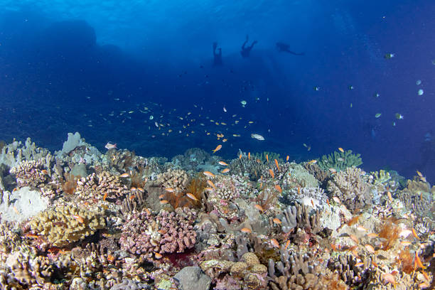 Beautiful underwater scenery of coral reefs at Okinawa Japan