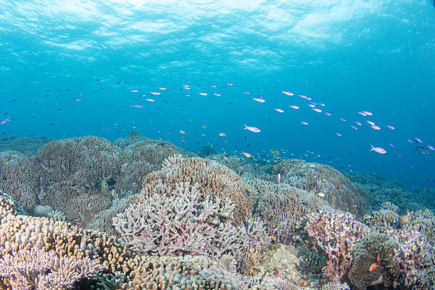 istock Beautiful underwater scenery of coral reefs 2209990764