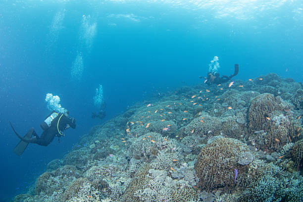 istock Beautiful underwater scenery of coral reefs 2209990814