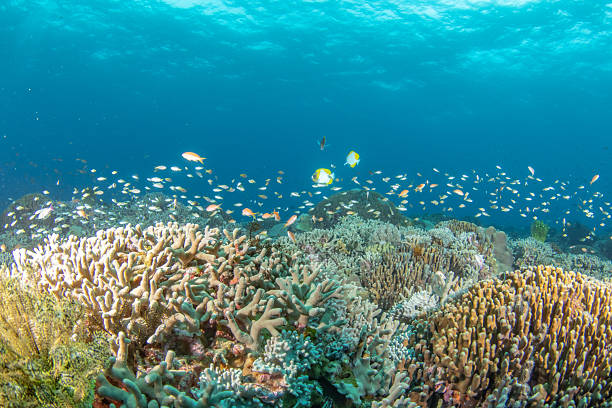 istock Beautiful underwater scenery of coral reefs 2209990986