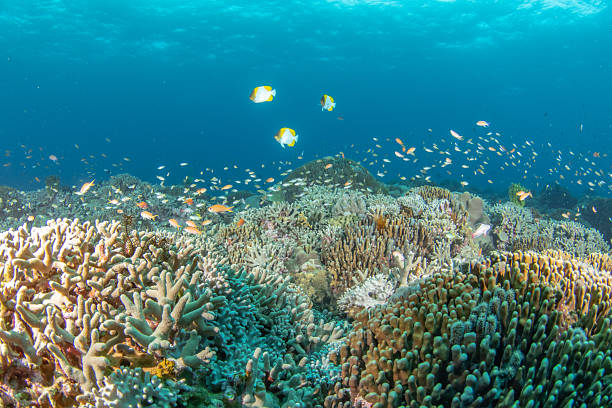 istock Beautiful underwater scenery of coral reefs 2209990997