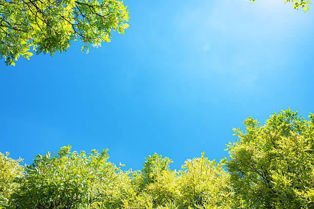 istock Looking up at natural frame of treetops in springtime 2209991301