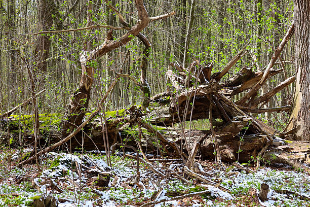 Spring forest in Ukraine with a fallen old tree covered in moss and the first spring flowers. Remnants of snow still lie on the ground.