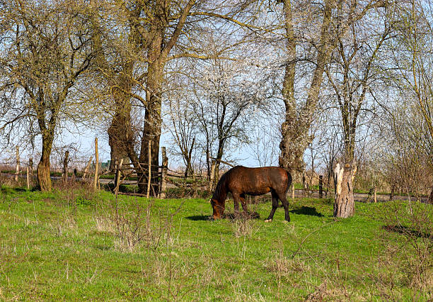 A brown horse grazes in a spring meadow with the first green grass. Old leafless trees stand around, and a wooden fence and blue sky are visible in the background.