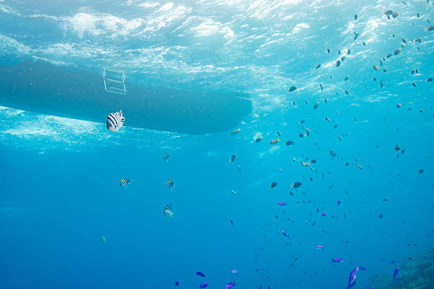 istock Beautiful underwater scenery with sunlight (Okinawa, Japan) 2209993493