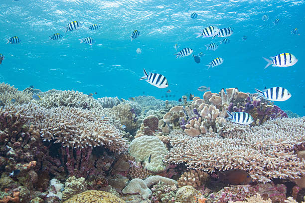 istock Fantastic and dynamic underwater schools of fish dancing in the blue sea (Sergeant major) 2209993507