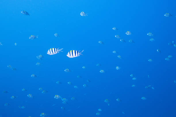 Fantastic and dynamic underwater schools of fish dancing in the blue sea (Sergeant major)