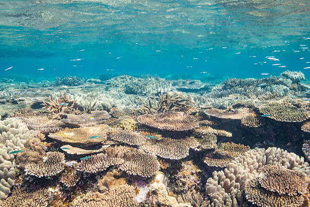 istock Beautiful underwater scenery of coral reefs 2209993693