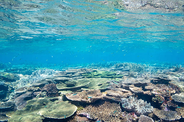 istock Beautiful underwater scenery of coral reefs 2209993705