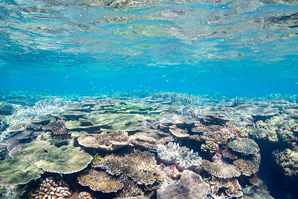 istock Beautiful underwater scenery of coral reefs 2209993892