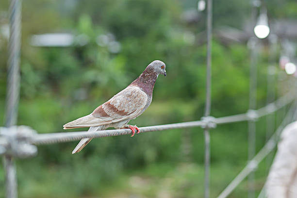 Pigeon perched on the sling line