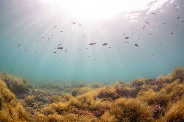 istock Beautiful underwater scenery with sunlight 2209994795