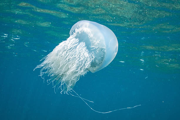 istock Beautiful  wild fish (Nomura's jellyfish) swimming in the blue sea 2209995111