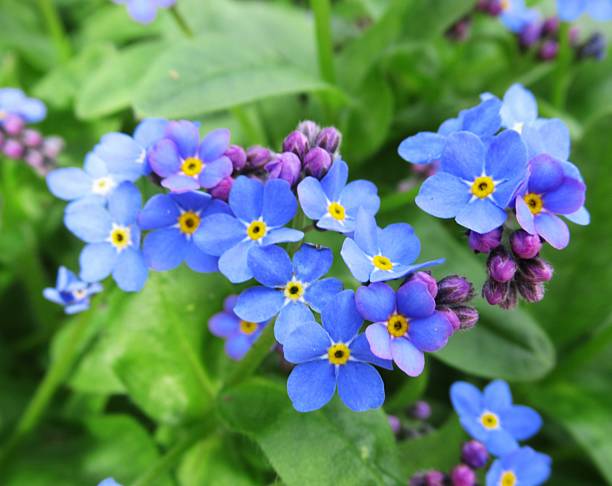 istock Beautiful Bright Closeup Light Blue Forget-Me-Not Flowers 2209996513