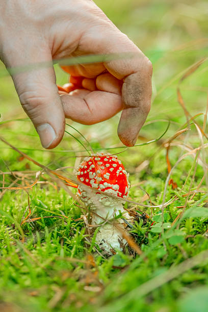 istock Collecting fly agarics. Ingredients for making ayahuasca.Dangerous poisonous mushrooms.Foraging for Wild Mushrooms in Forest 2210000100