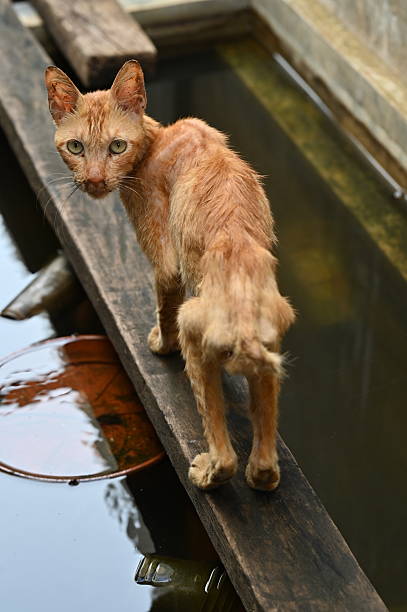skinny cat walking
