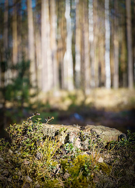 Table wood stomp podium in nature forest background. Place for Product display . High quality photo