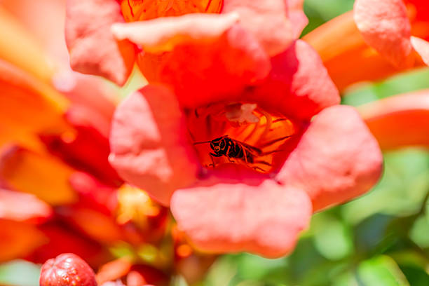 A stunning macro photograph capturing a honey bee peeking directly at the camera from within the vibrant, trumpet-shaped bloom of a vine, showcasing fine details of the bee and flower interior.