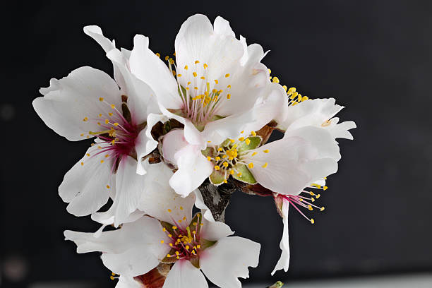 istock Almond blossoms in a garden in Madrid 2210004193
