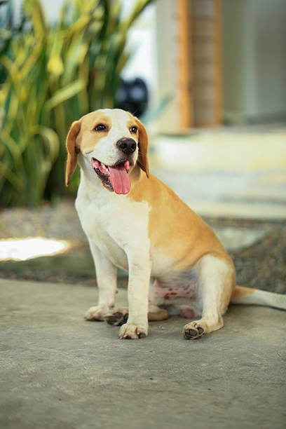 Beagle dog lying comfortably on a sofa, soaking up the warm sunlight streaming through the window, creating a serene and cozy atmosphere perfect for relaxation and contentment