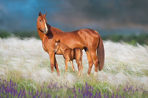 istock Mare with foal in flowers 2210006781