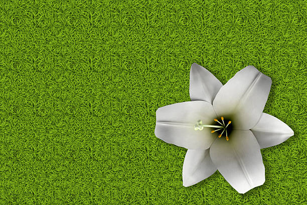Dreamy soft white flower in the garden