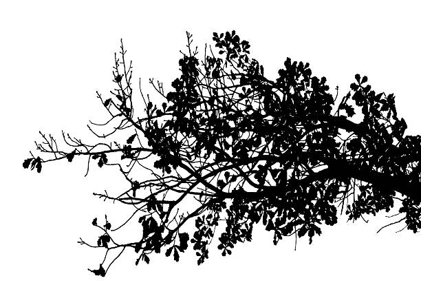 istock Vector illustration of autumn oak branch on white background 2210009040