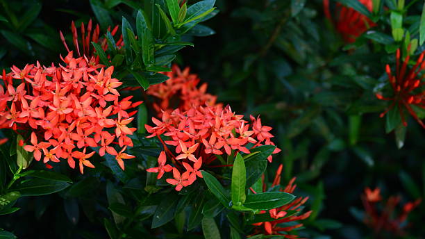 istock red ashoka flowers for natural backgrounds 2210009617