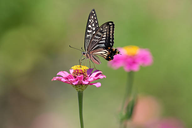 istock A swallowtail butterfly sucking nectar from a flower 2210009635