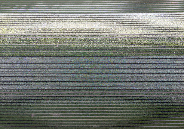 istock Fields of white tulips on a bulb field on Goeree-Overflakkee during Spring 2210011192